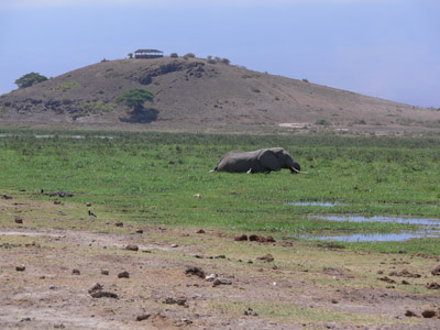 Elefant Afrika Wasser
